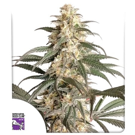 BLACK LEBANON STRAIN