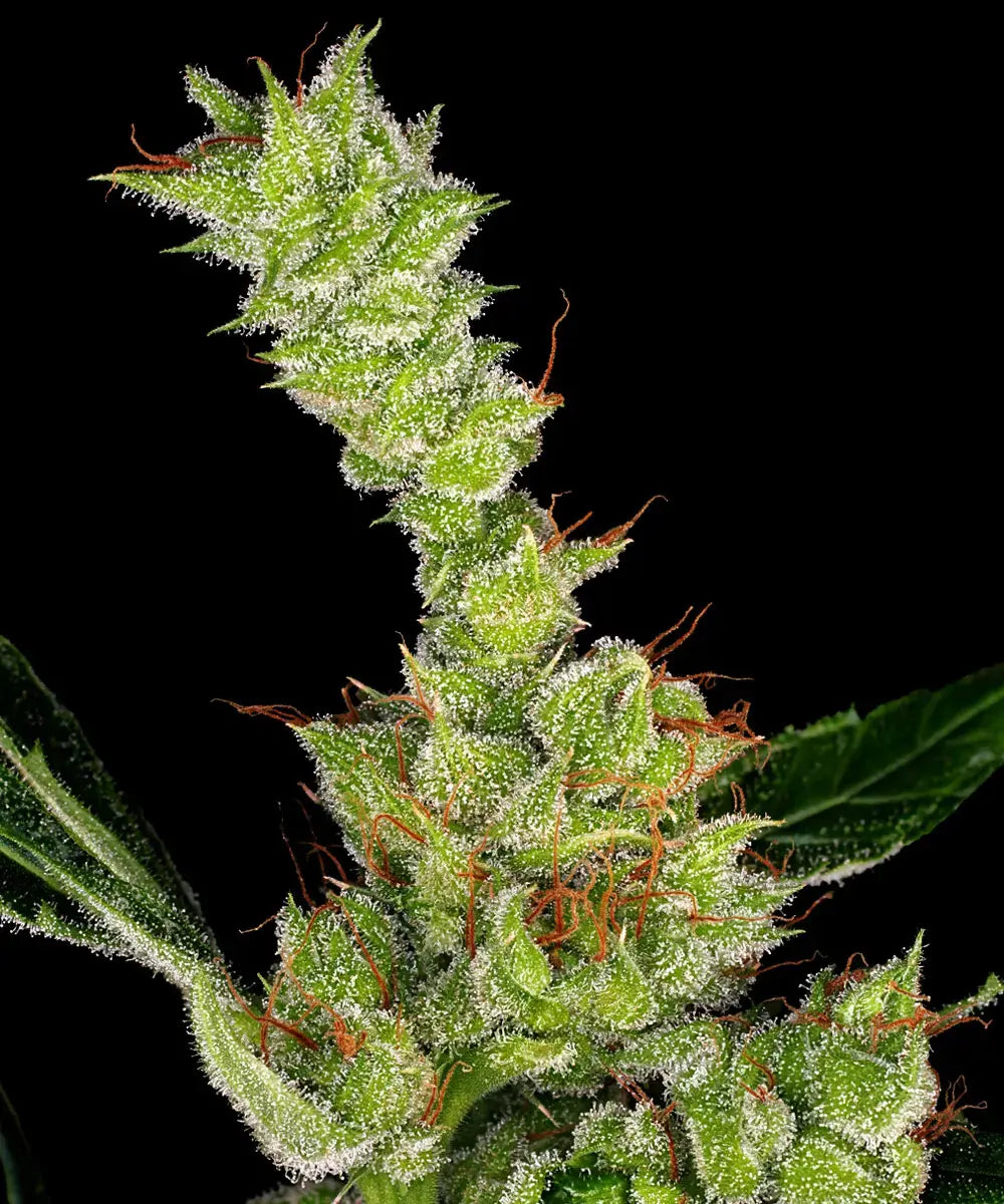 DR GRINSPOON STRAIN