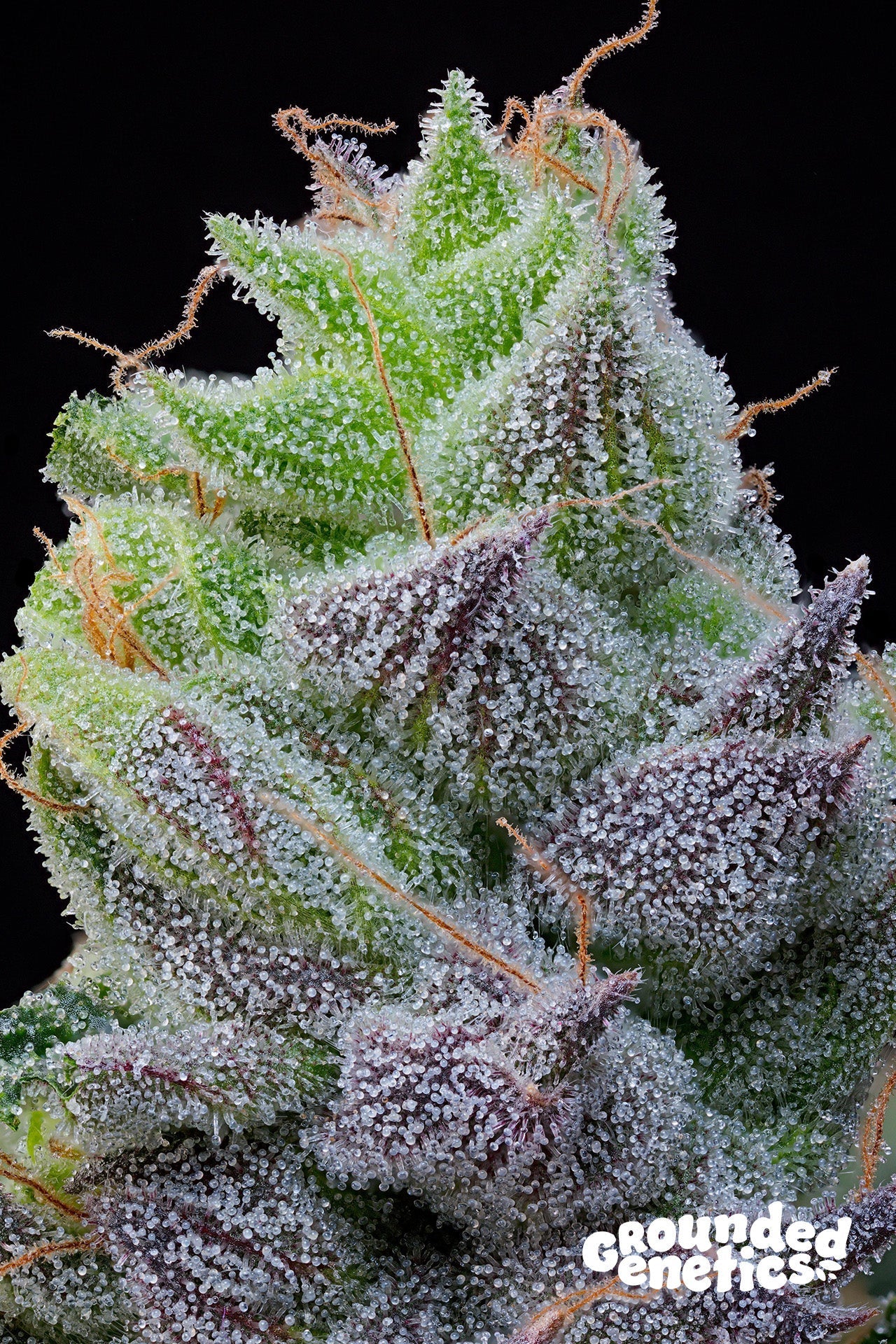 PEACH LIMEADE PINK LIMEZ X TACO COLADA STRAIN