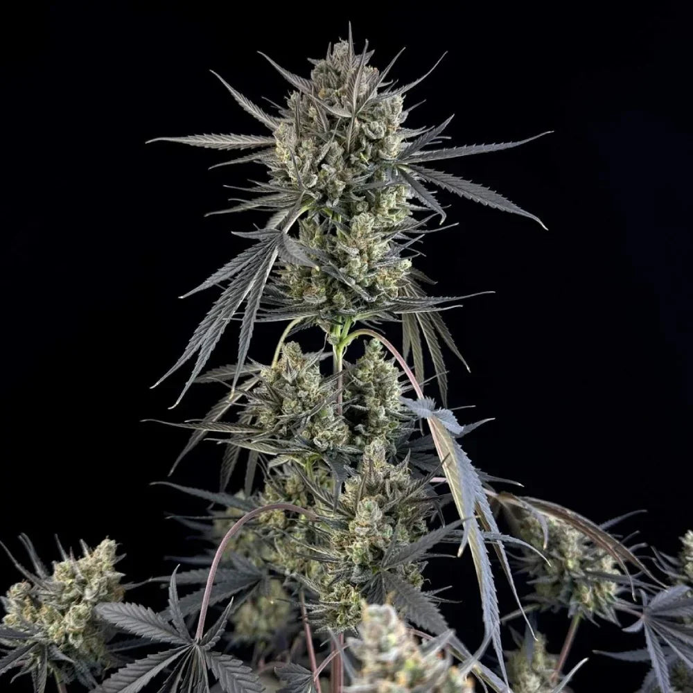 POUND CAKE AUTO STRAIN