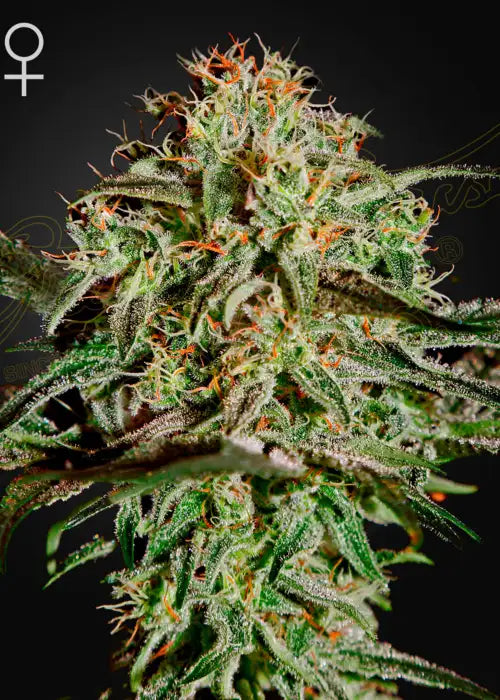 A.M.S SWISS SATIVA X SWISS INDICA STRAIN