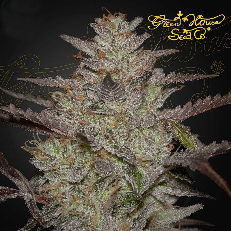 ALIENZ ALIENZ X WATERMELON AUTO STRAIN