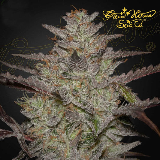 ALIENZ ALIENZ X WATERMELON AUTO STRAIN