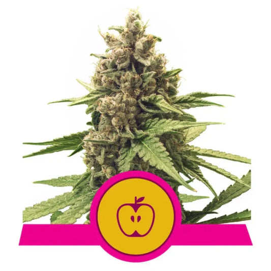 APPLE FRITTER STRAIN