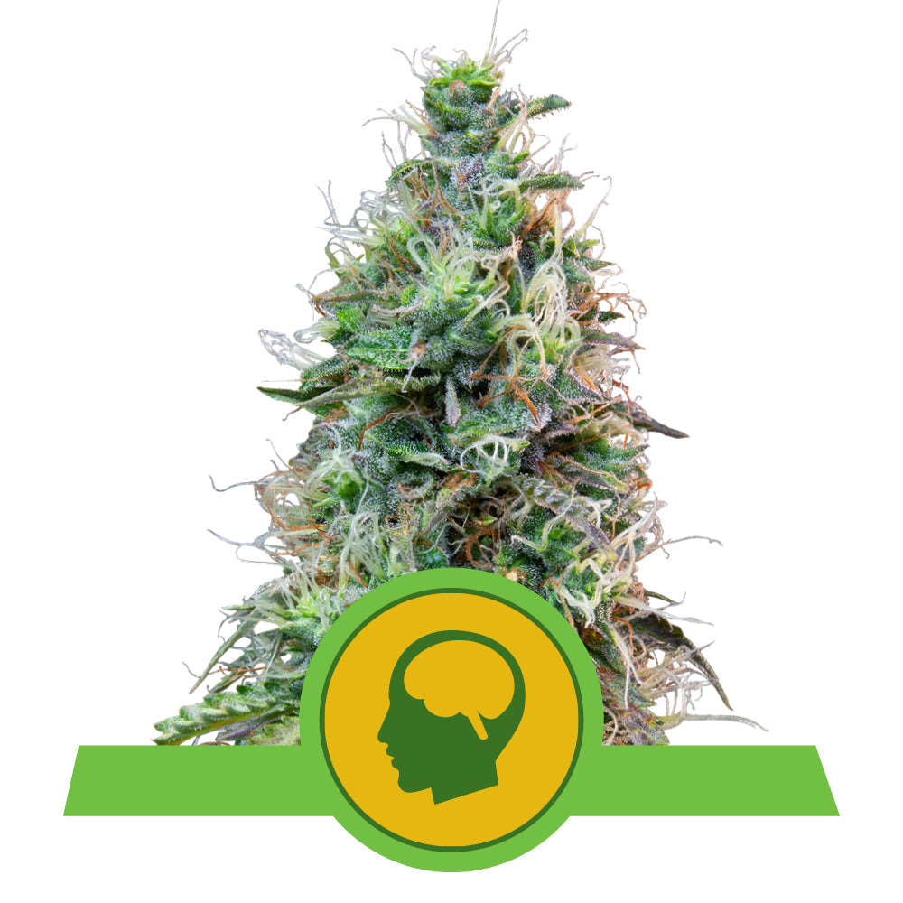 AMNESIA HAZE AUTO STRAIN