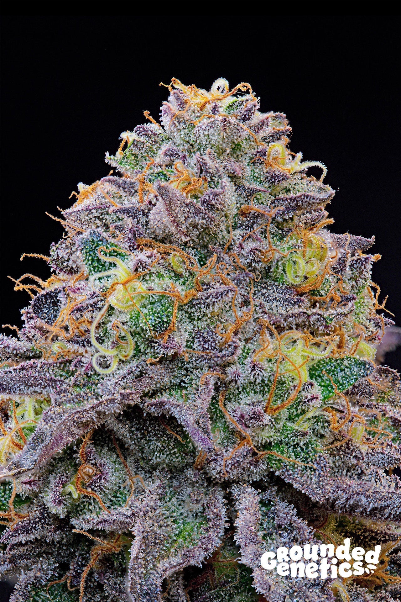 BLUE GELONADE CAVIAR LIME X BLUCCI STRAIN