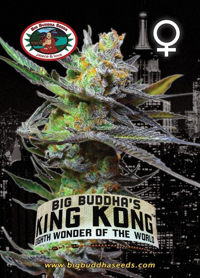 BIG BUDDHA: KING KONG