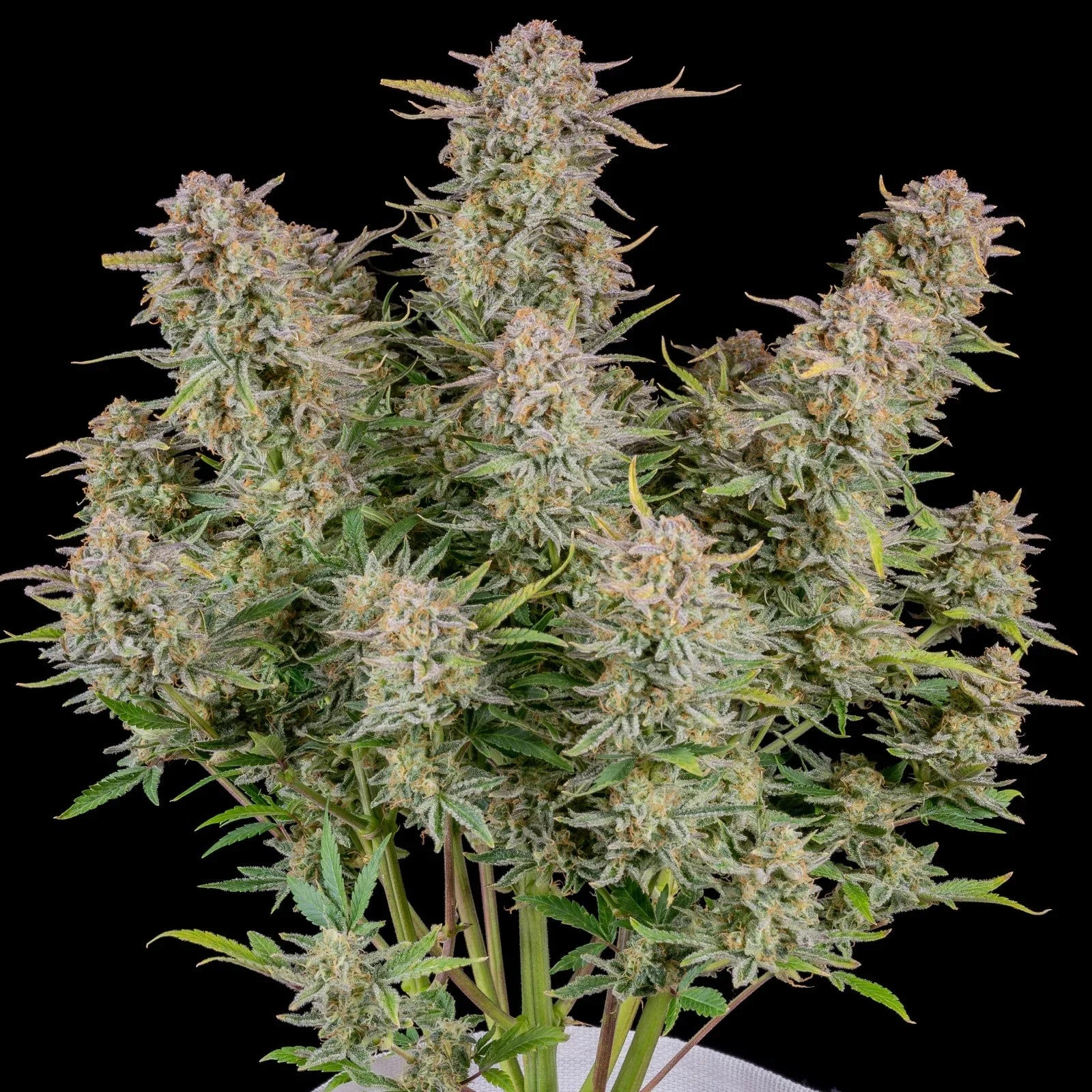 BRUCE BANNER AUTO STRAIN