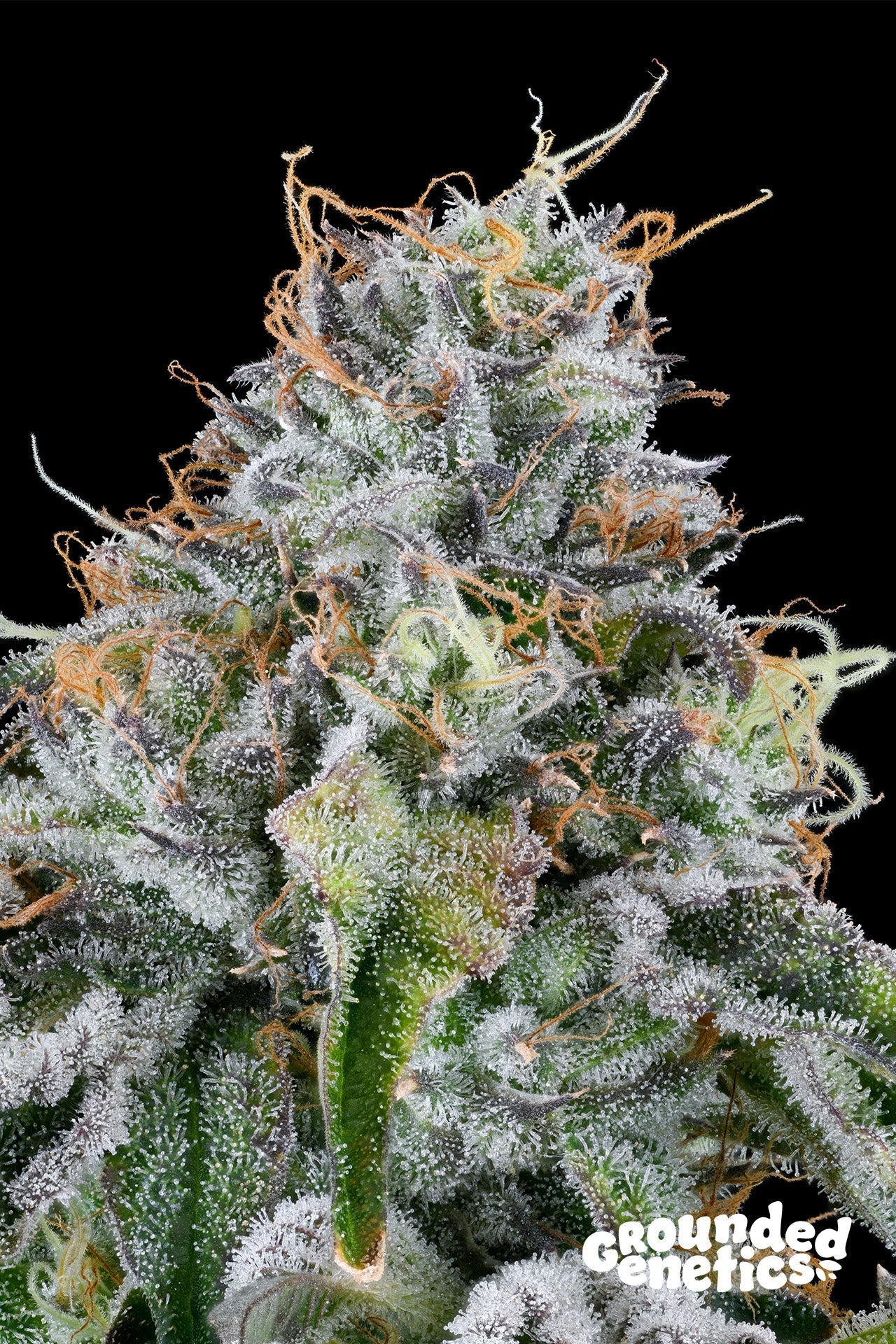 EASY MONEY (OG KUSH X ZUNAMI) STRAIN