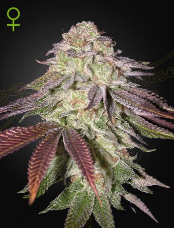 SUGARLATO: KING'S TART X GELATO #41 AUTO STRAIN
