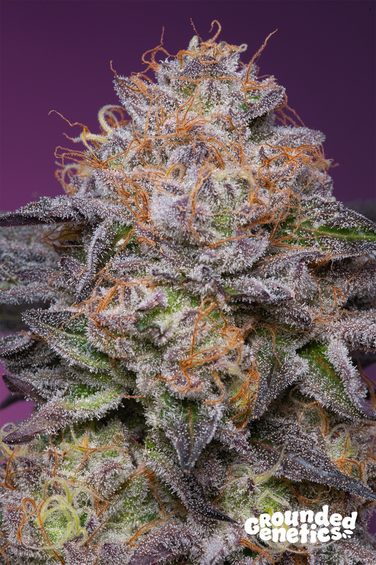 LIME DRIZZLE (LEMON TREE S1 X GELATO 41) X PAPAYADAWG STRAIN