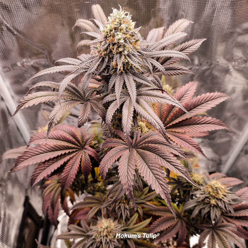 MOKUMS TULIP STRAIN