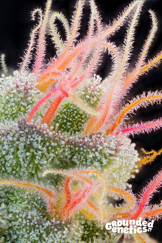 PINK HONEY (PAPAYA X GMO) X OZARK STRAIN