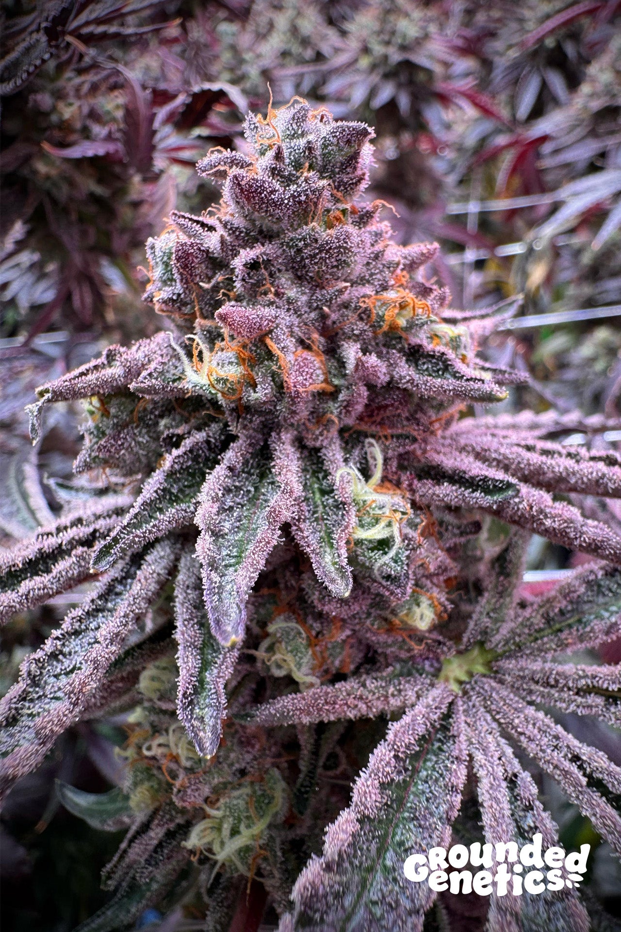 SOUR BLUCCI (SOUR D X RS11) X BLUCCI STRAIN