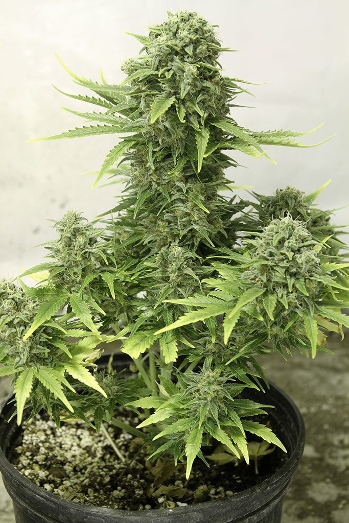 STARRYDER AUTO STRAIN