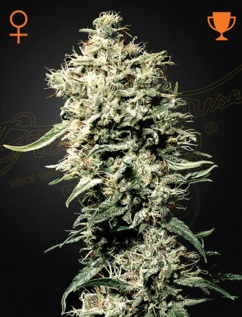 WHITE RHINO: AFGHAN X BRAZILIAN X SOUTH INDIAN STRAIN