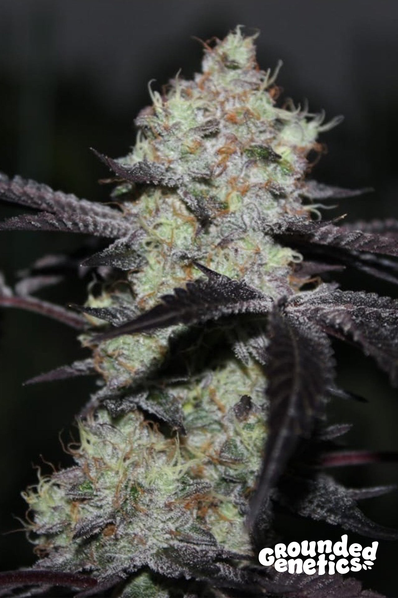 ZWISHER (SWOOSH X (ZKITTLEZ X SHORELINE)) STRAIN